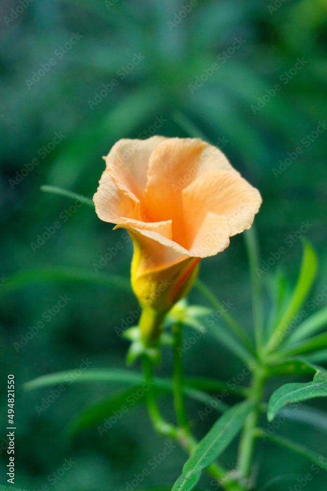 Naklejka premium Yellow oleander, Cascabela thevetia is a poisonous plant, Satara, Maharashtra, India