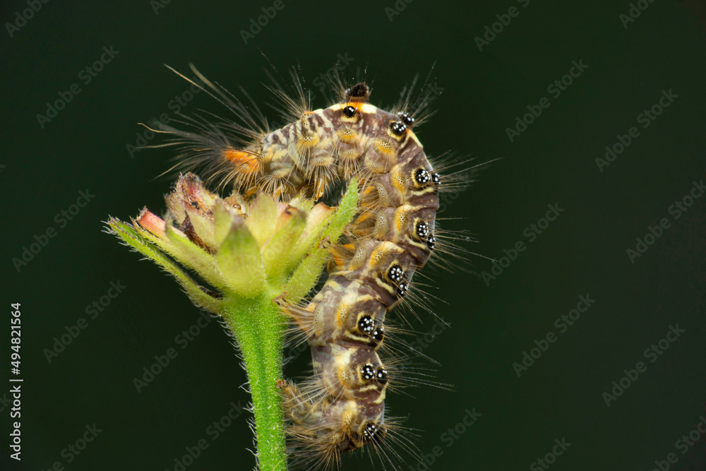 Naklejka premium Moth caterpillar, Satara, Maharashtra, India