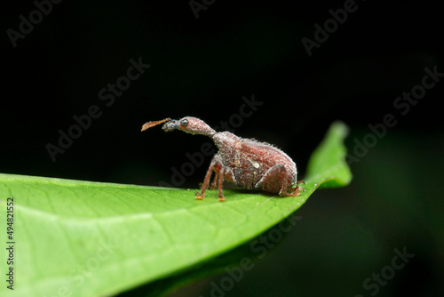 Indian giraffe neck weevil, Trachelophorus sp, Satara, Maharashtra, India  photo