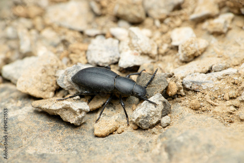 Black ground beetle species, Satara, Maharashtra, India © RealityImages