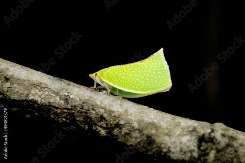 Fish moth hopper, Siphanta acuta, Satara, Maharashtra, India photo
