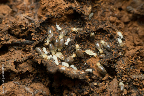 Termites also known as white ants.  Satara  Maharashtra  India