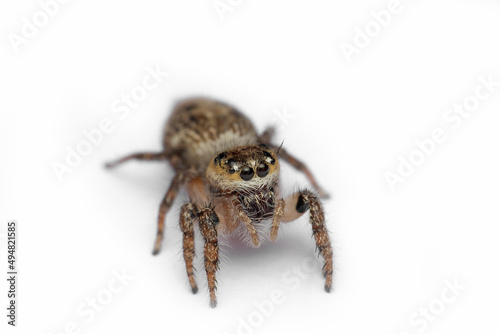 Heavy body jumping spider , Hyllus semicupreus, Satara, Maharashtra, India 