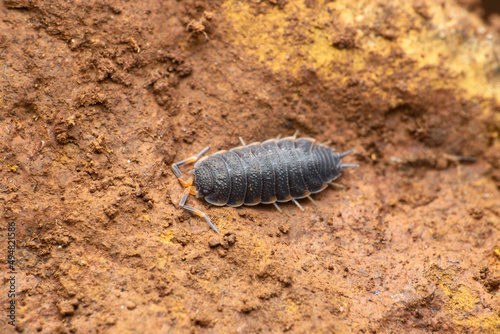 Woodlouse, plural woodlice, Satara, Maharashtra, India  photo