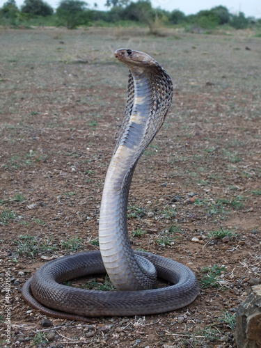 Indian cobra , Naja naja , Satara, Maharashtra, India photo