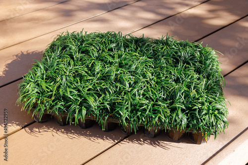 タマリュウのポット