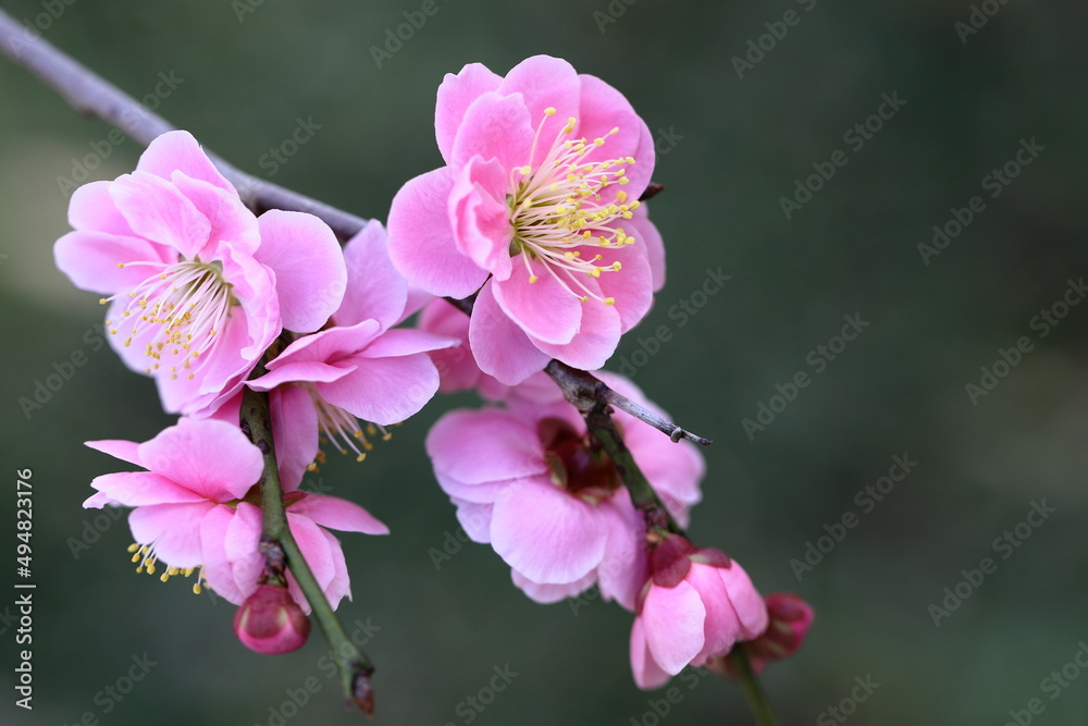 Fototapeta premium 紅梅