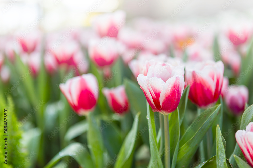 Fototapeta premium Pink tulip garden background, spring season, outdoor day light
