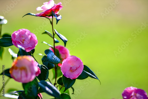 Fotografija Pink camelia flowers growing in the home garden, close up shot