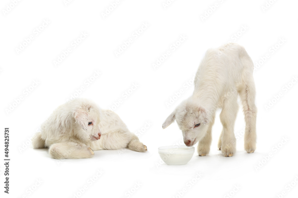 two goat kid isolated on white background. two goat kid isolated on white background.