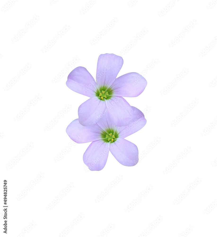 Purple shamrock or  Love plant flowers. Close up small purple flower bouquet isolated on white background.