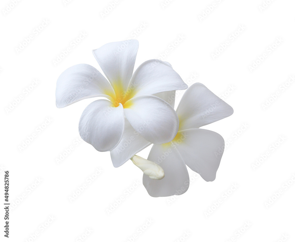 Fototapeta premium Plumeria or Frangipani or Temple tree flower. Close up white-yellow plumeria flower bouquet isolated on white background. Top view white-yellow flower bunch. 