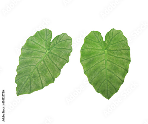 collection of beautiful green leaf isolated on white background