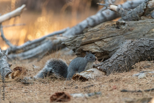 Wild ground squirrel (Otospermophilus beecheyi) seen in San Jacinto State Park