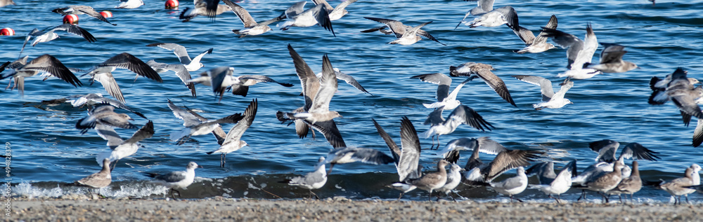 large flock of seagulls on the beach in rhode island - obrazy, fototapety, plakaty 