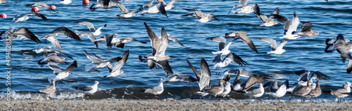 large flock of seagulls on the beach in rhode island