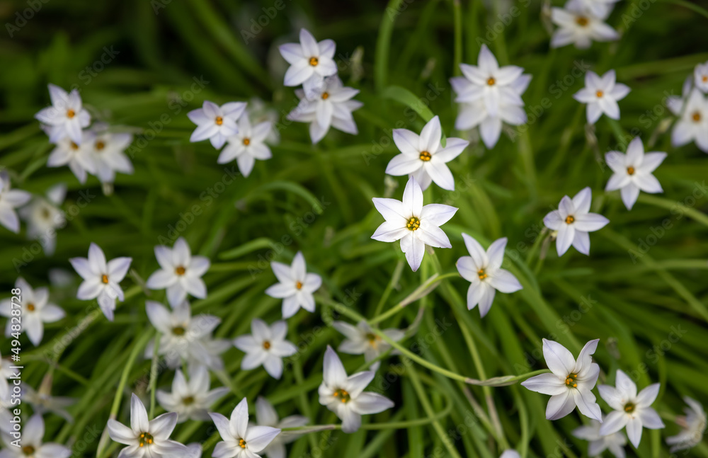 white flowers in the garden white flowers in the garden