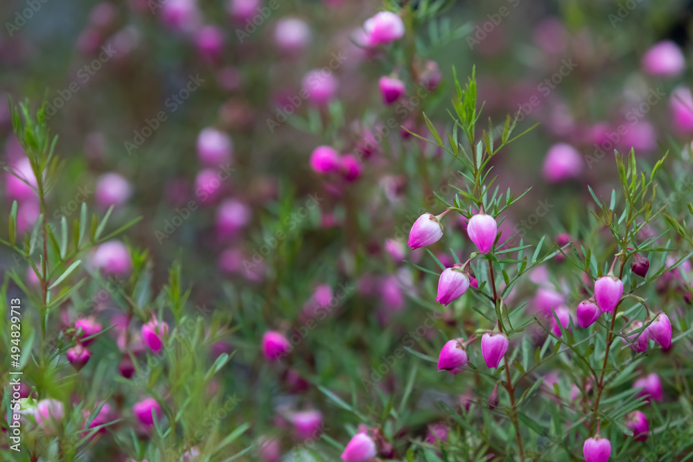 A flower called boronia. The flower language is the scent of a woman, your unforgettable scent
