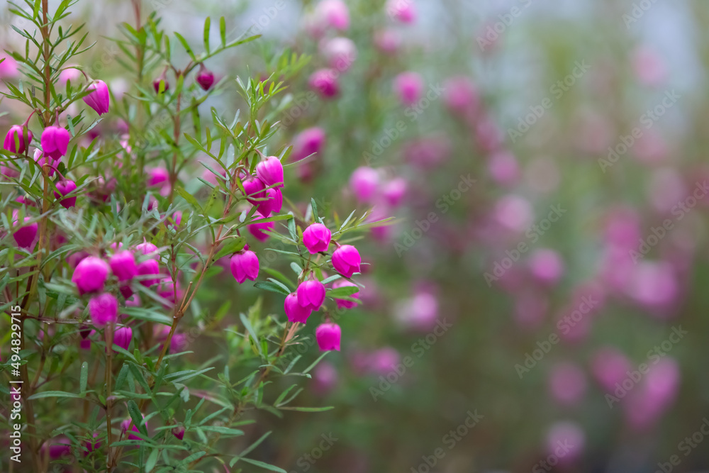A flower called boronia. The flower language is the scent of a woman, your unforgettable scent