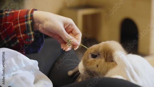 Bunnies eating herbs from hand, UHD in slow motion photo