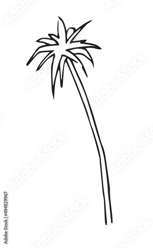 View from afar on palm tree. Fast casual style. Tropical plant. Hand drawing outline. Sketch of exotic plants. Isolated on white background. Vector