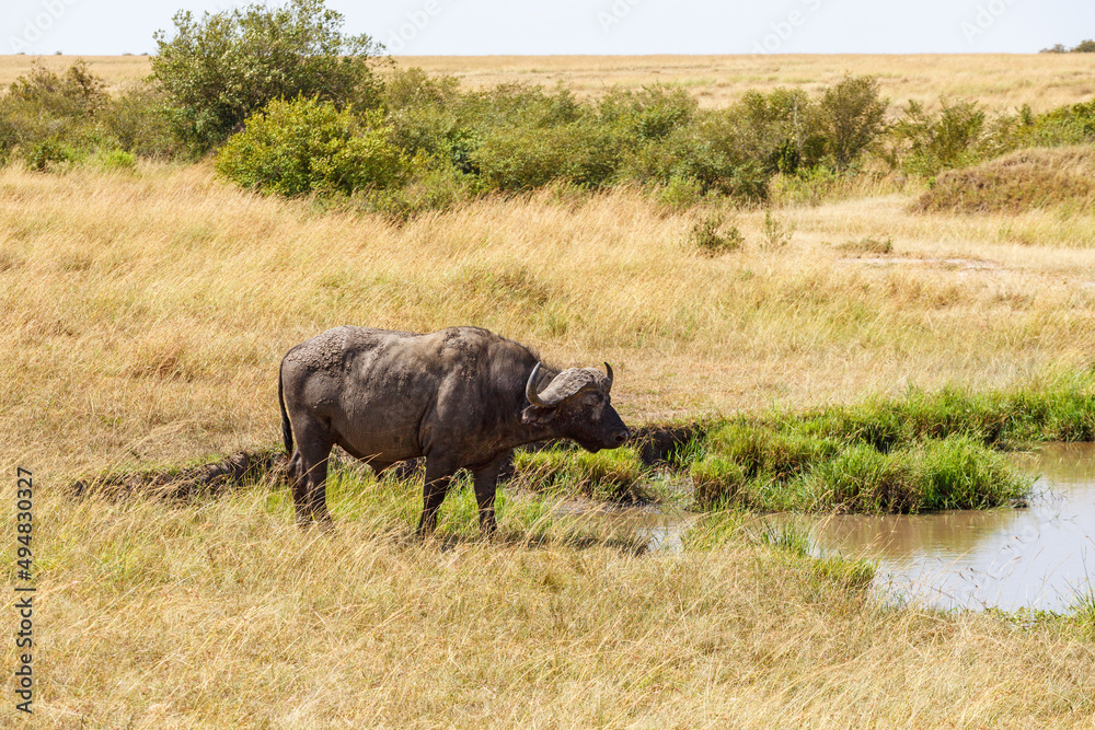 African Buffalo at a waterhole at the savanna African Buffalo at a waterhole at the savanna