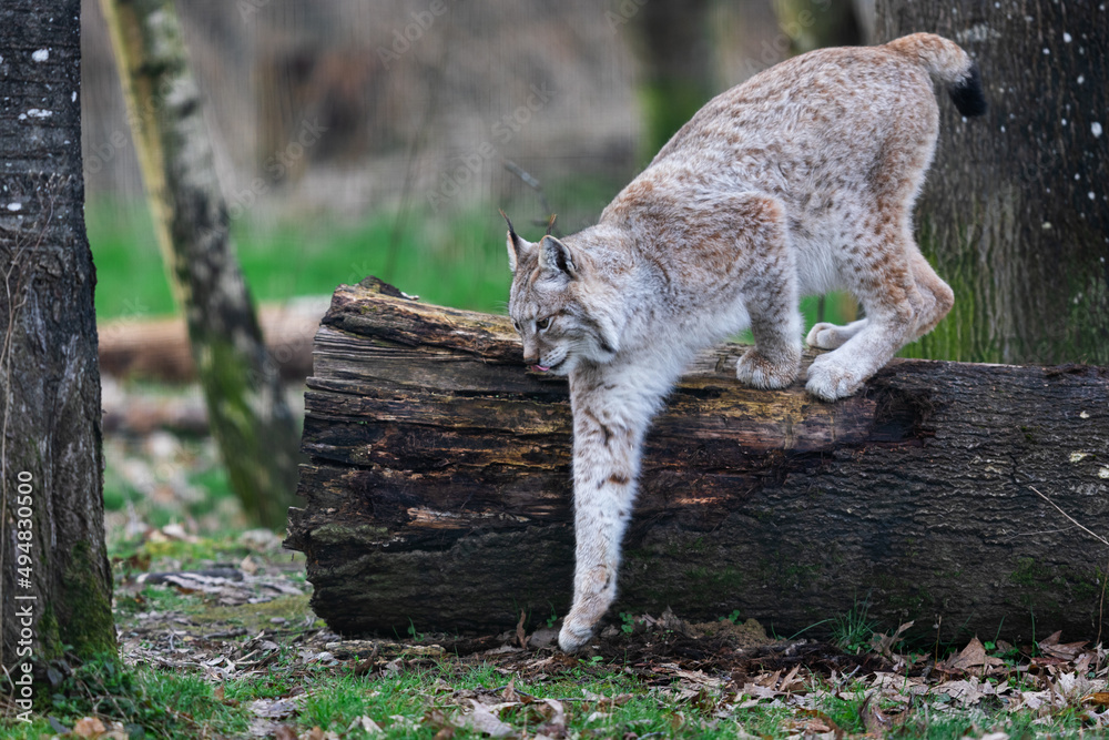 A lynx walkint in the forest