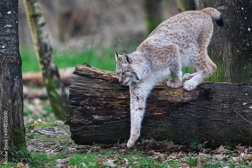 Obraz na płótnie A lynx walkint in the forest w salonie