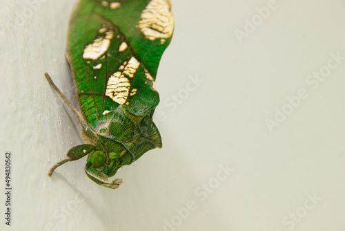 Close up of a Puriri moth (Aenetus virescens) also known as ghost moth or pepetuna photo