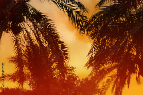 Silhouette of palm trees at sunset, sunrise. The sun is low. Orange light of the sky. Summer beach and travel background. Blurred backdrop. Copy space