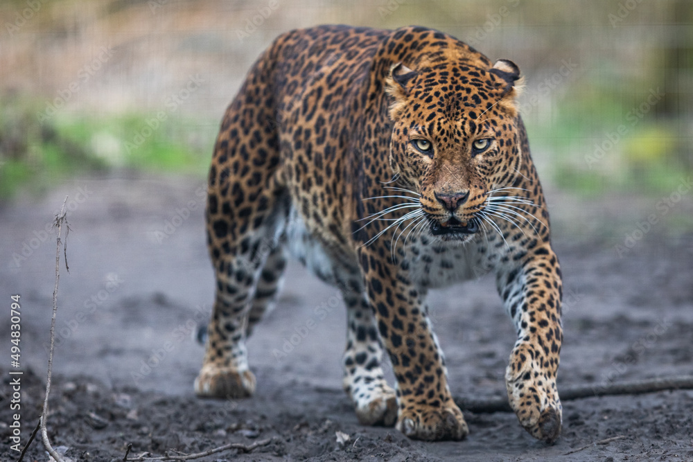 Portrait of a leopard in the forest