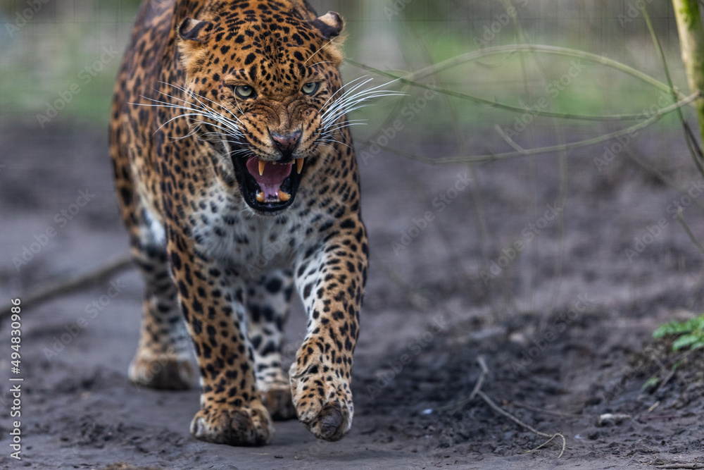Portrait of a leopard in the forest