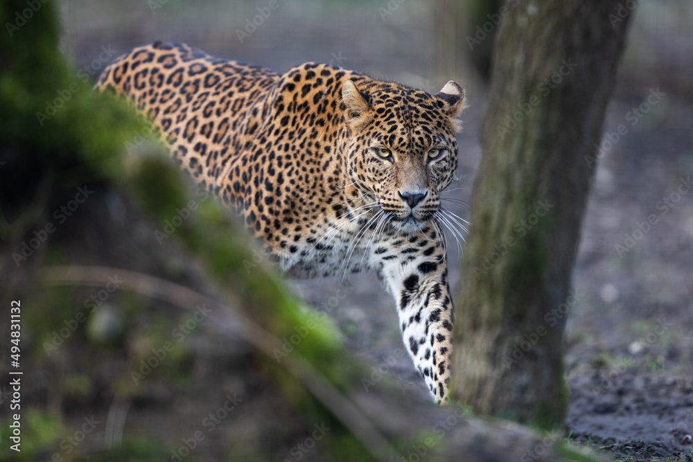 Portrait of a leopard in the forest