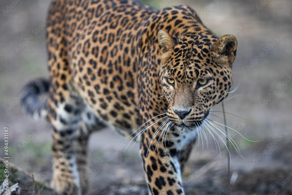 Portrait of a leopard in the forest