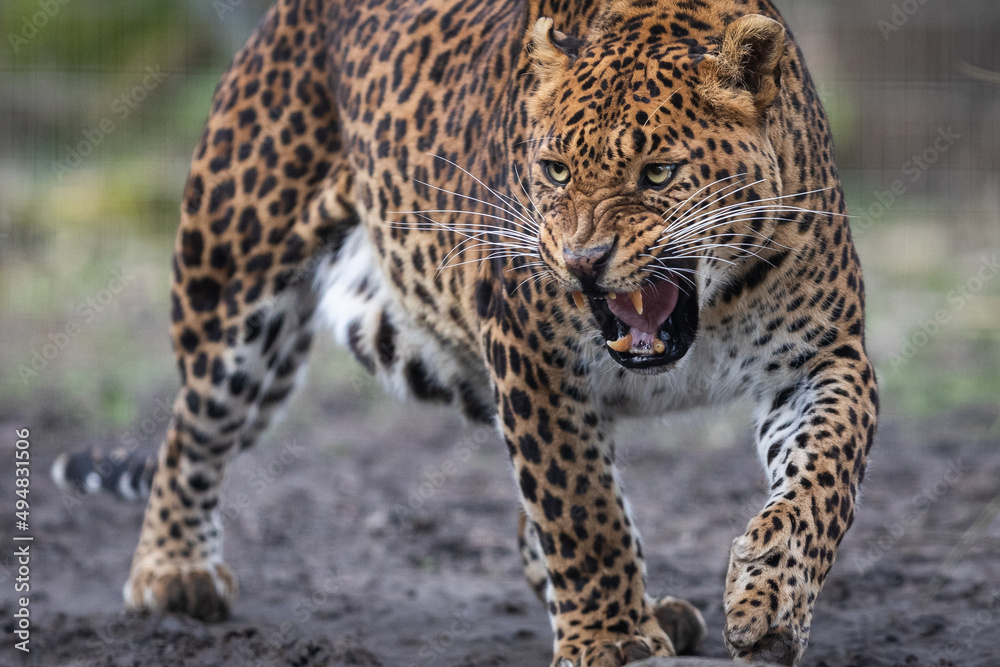 Portrait of a leopard in the forest