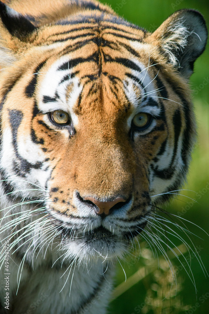 Fototapeta premium Tiger