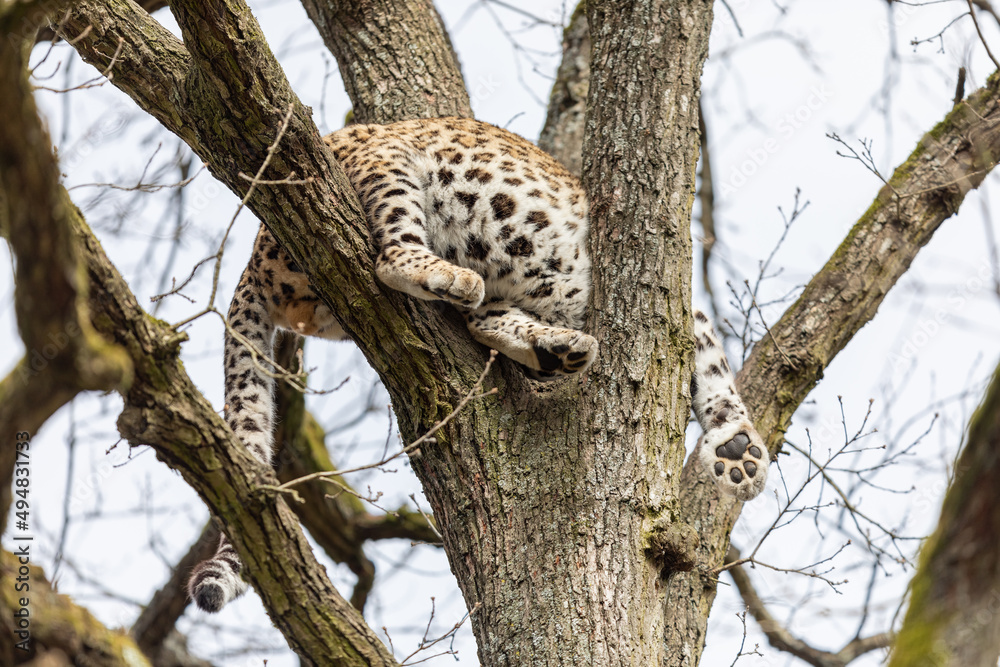 Portrait of a leopard in the forest