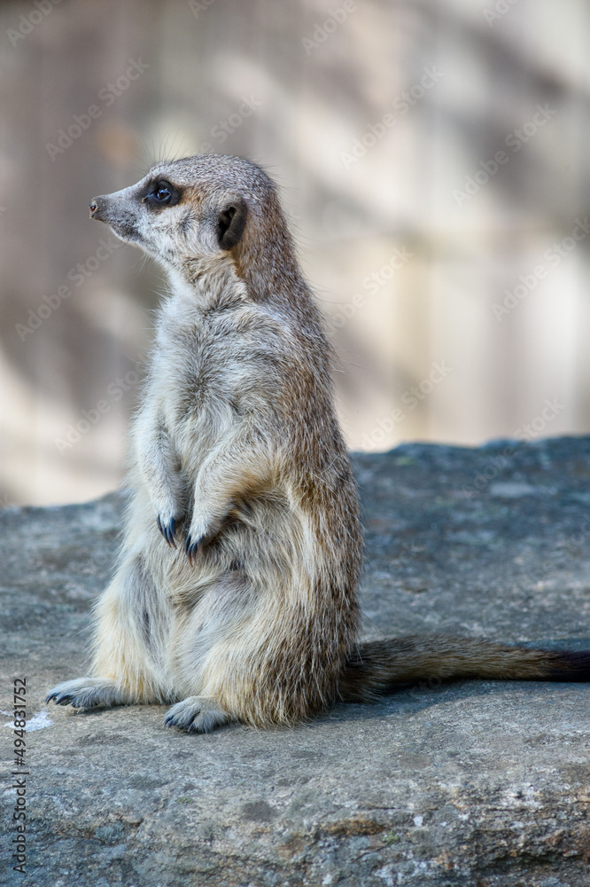 Fototapeta premium Meerkat
