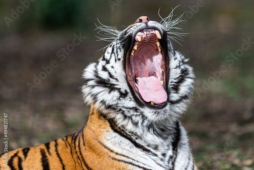Obraz na płótnie Portrait of a tiger in the forest w salonie