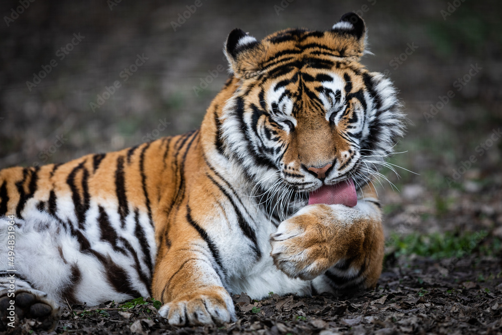 Portrait of a tiger in the forest