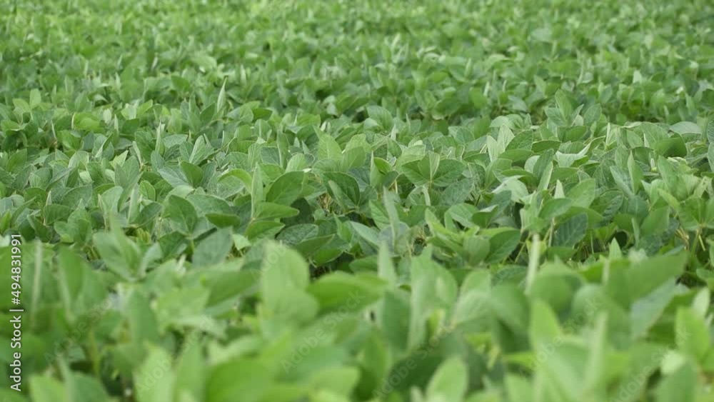 Soybeans grow on poly. growing crops. Soybeans grow on poly. growing crops.