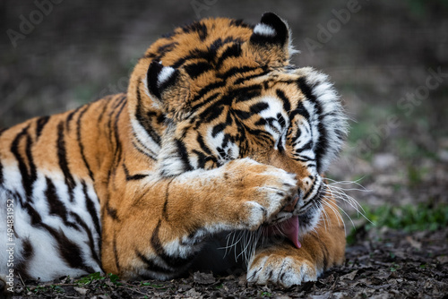Fototapeta Naklejka Na Ścianę i Meble -  Portrait of a tiger in the forest