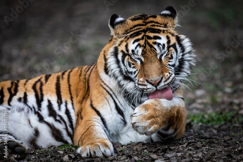 Obraz na płótnie Portrait of a tiger in the forest w salonie