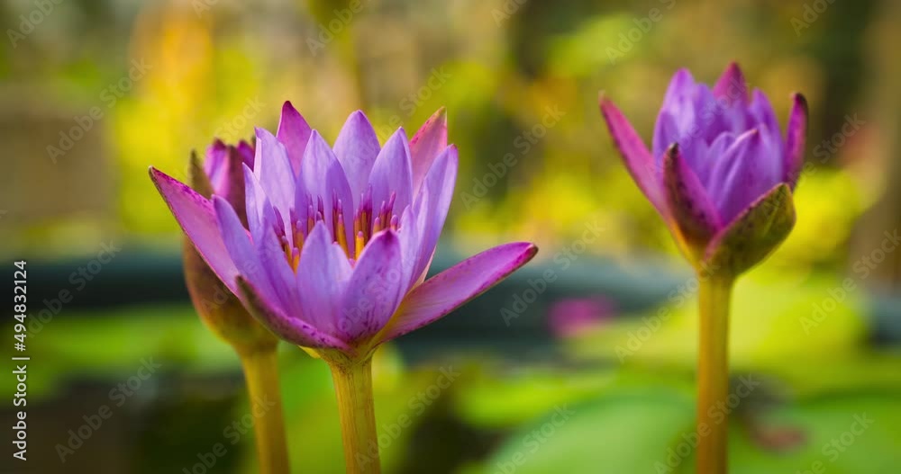 Time Lapse of Three purple water lily or lotus flower blooming with morning sunlight. Opening beautiful flower buds. 