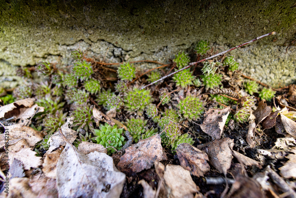 Sempervivum tectorum Sempervivum tectorum