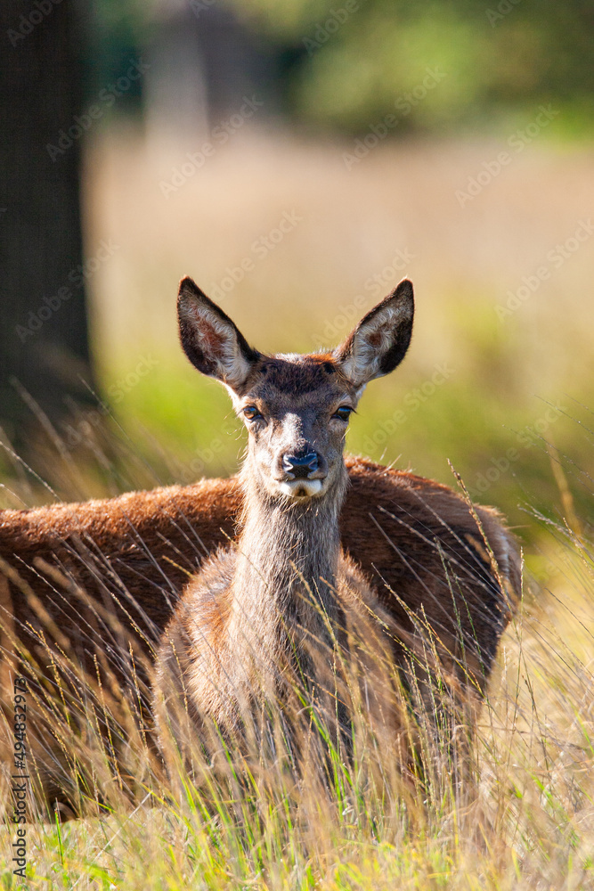 Fototapeta premium Red Deer hind, or ewe, and a calf walking in the long grass in London