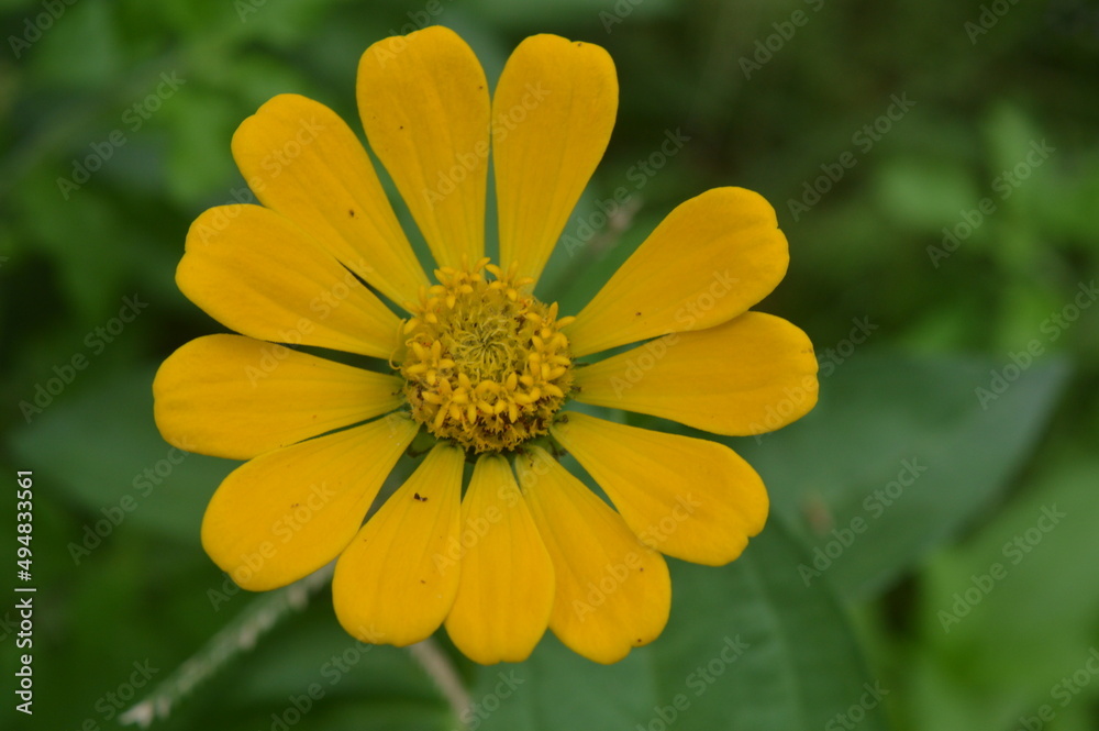 Obraz premium zinnia elegans flower of the genus Zinia with a beautiful yellow color growing in the garden