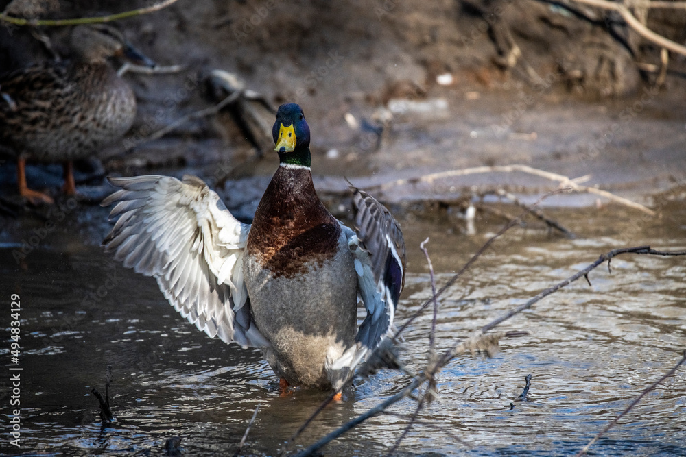 Fototapeta premium a drake spreads its wings on a pond in anticipation of spring 