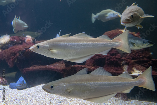 group of pollack in an aquarium photo