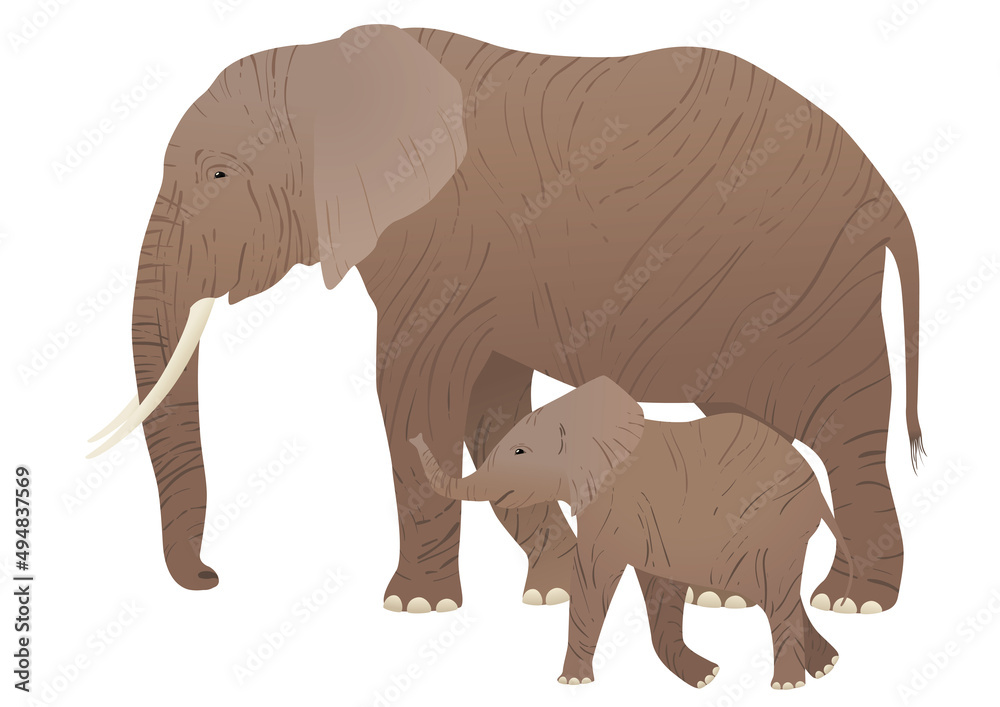 Elephant. Mother with her baby. Vector illustration isolated.